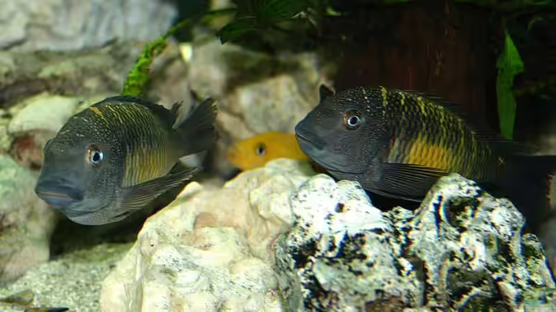 Tropheus moorii ???Kalambo??? von Ingo (41)