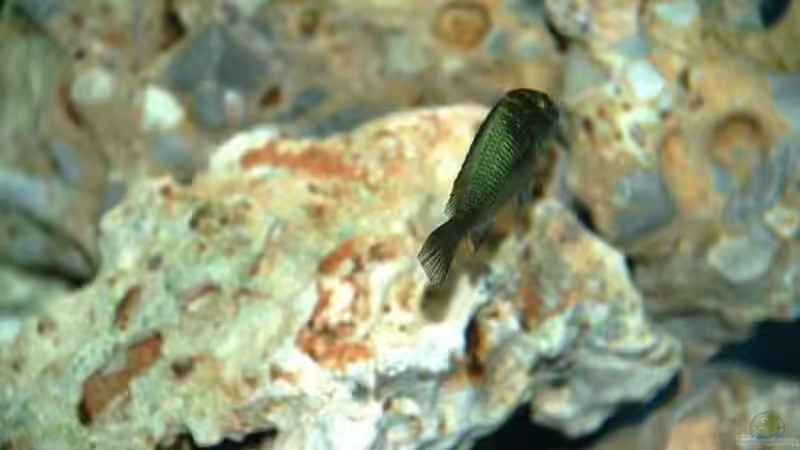 Tropheus moorii kapamba von Rainer König (14)