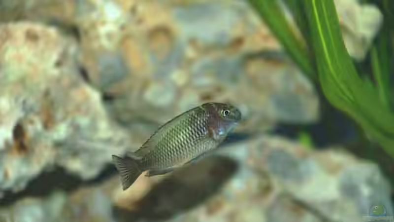 Tropheus moorii kapamba von Rainer König (18)