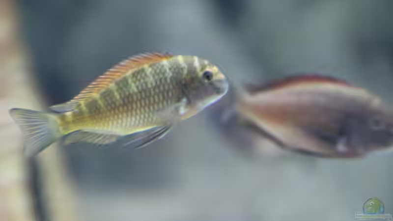Tropheus moorii moliro von 8 CBM (111)