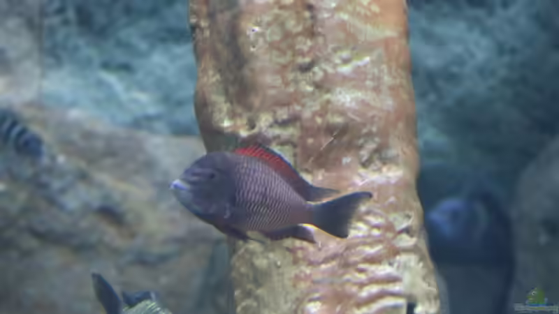 Einrichtungsbeispiele für die Haltung von Tropheus moorii "Moliro" im Aquarium