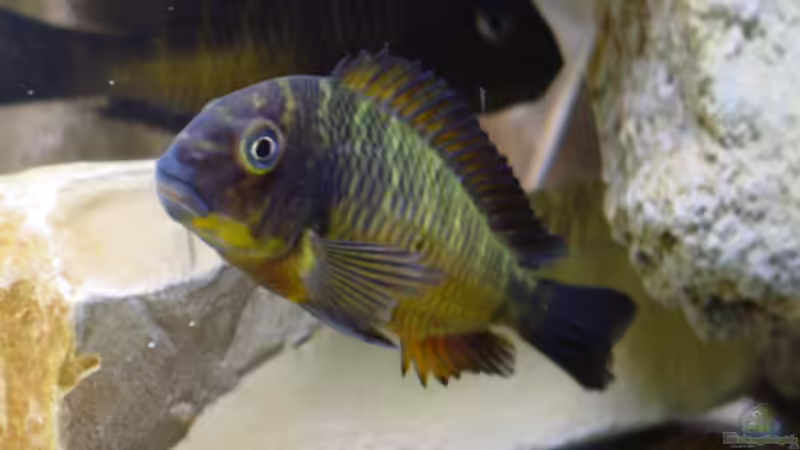 Tropheus Moorii Red Rainbow von Dirk Kratochvill (7)