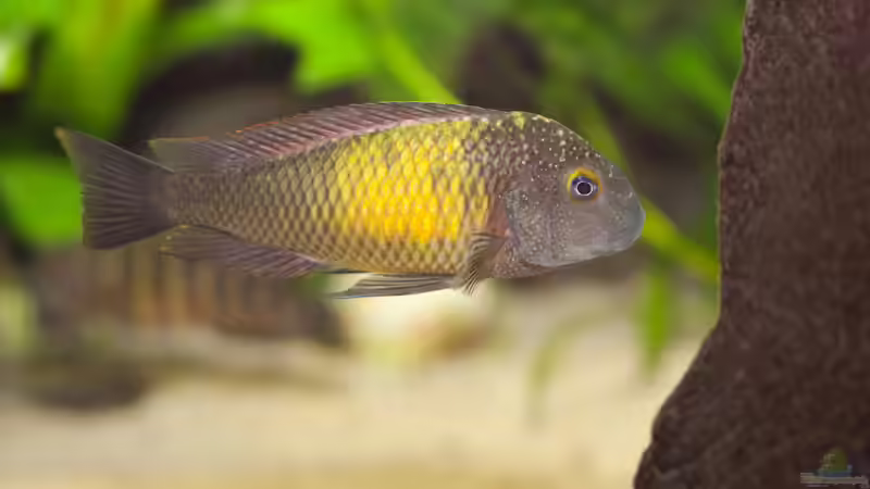 Tropheus mpulungu kasakalawe (WFNZ) von NicoD (24)