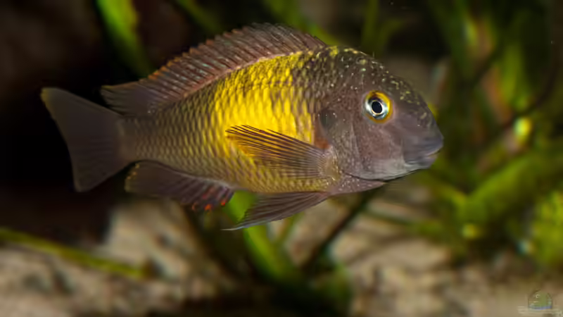 Einrichtungsbeispiele für die Haltung von Tropheus moorii "Mpulungu" im Aquarium