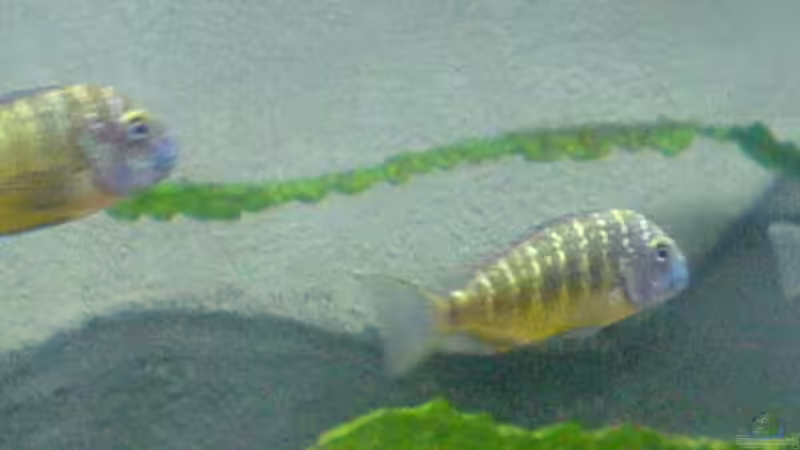 Tropheus Mpulungu von Nikki Meier (9)