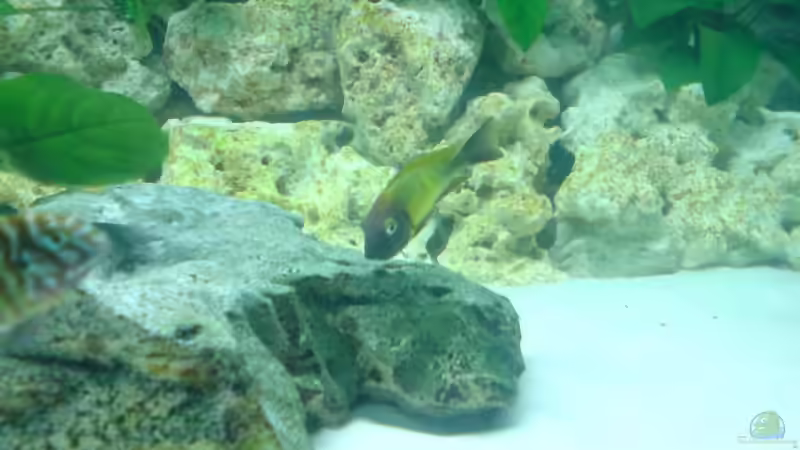 Tropheus Nkonde bright yellow  von Daniel Mechsner (11)