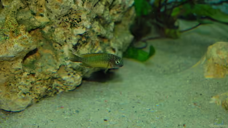 Tropheus Nkonde bright Yellow von Rainer Hoffmann (13)