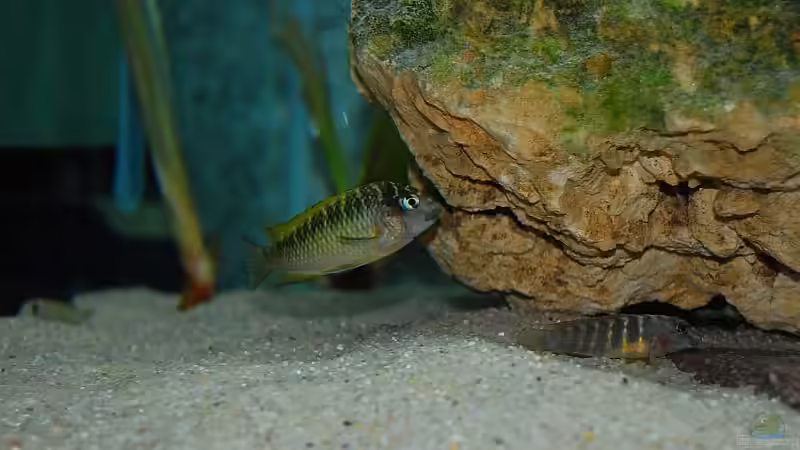 Tropheus Nkonde bright Yellow von Rainer Hoffmann (15)