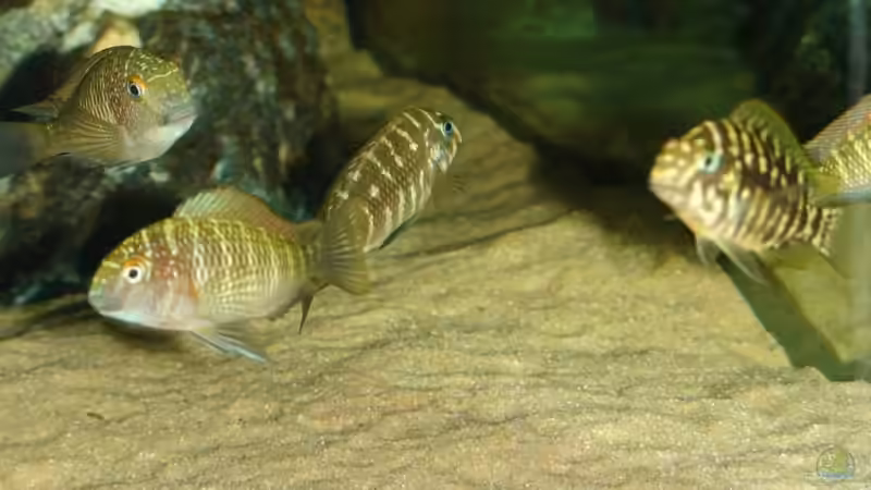 Tropheus Polli und Red Rainbow von Ferdinand Aichinger (25)