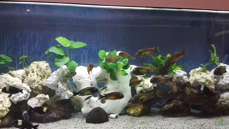 Tropheus Red Rainbow/Duboisi, Eretmodus, Ancistrus von Bernhard Fritsch (11)