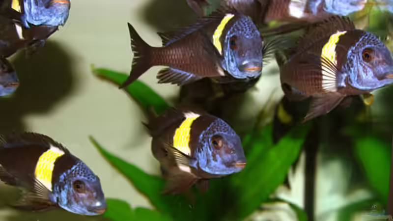 Tropheus Rudel von Maswa (6)