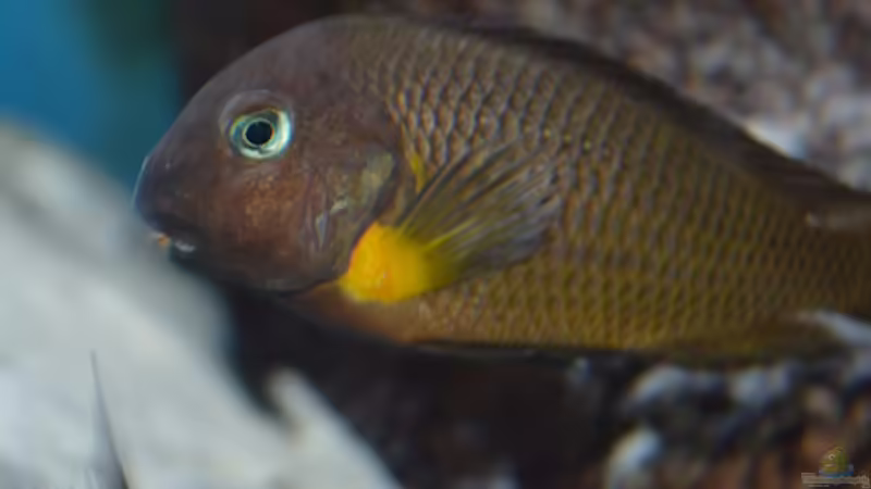 Tropheus Sizunga  von Dragan Jakovljevic (5)