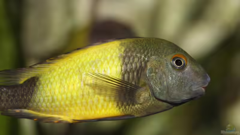 Tropheus sp. ikola, 04/2014, Männchen von NicoD (49)