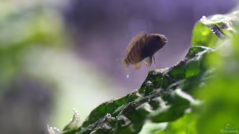 Tropheus sp. ikola, 04/2014, Nachwuchs von NicoD (59)