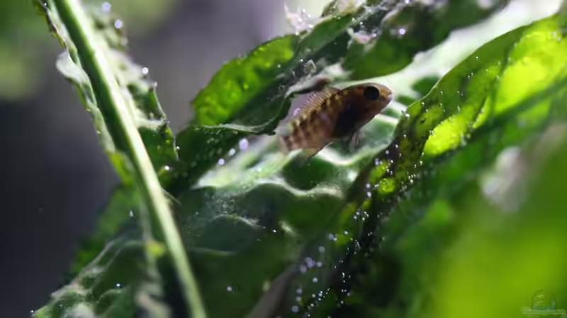 Tropheus sp. ikola, 04/2014, Nachwuchs von NicoD (64)