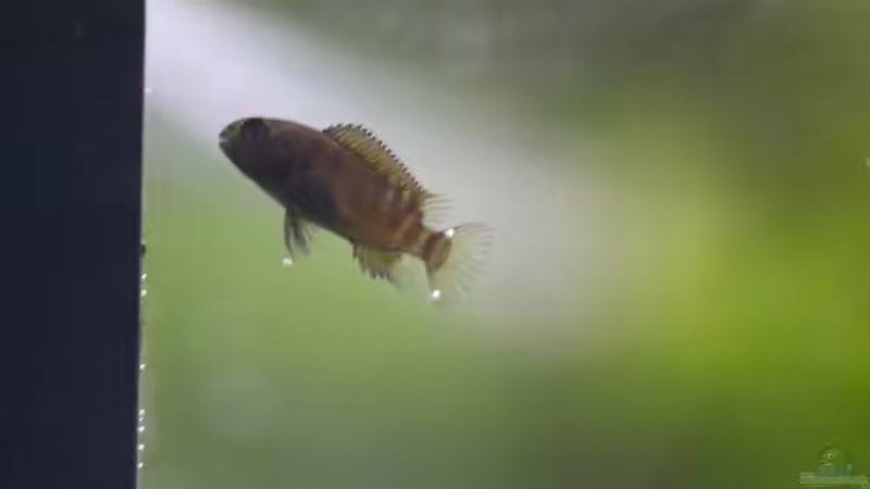 Tropheus sp. ikola, 04/2014, Nachwuchs von NicoD (68)