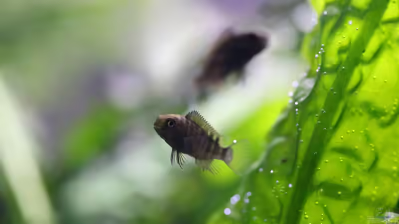 Einrichtungsbeispiele für Aquarien mit Tropheus moorii Ikola
