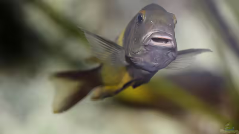 Tropheus sp. ikola, 04/2014, tragendes Weibchen mit sichtbarem Nachwuchs von NicoD (53)