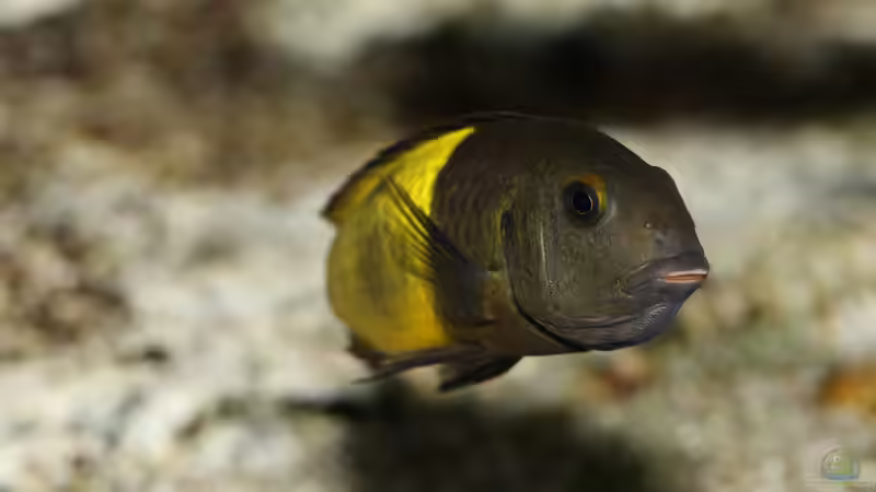 Tropheus sp. ikola, 04/2014, tragendes Weibchen von NicoD (48)