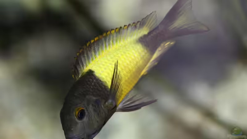 Tropheus sp. ikola, 04/2014, tragendes Weibchen von NicoD (56)