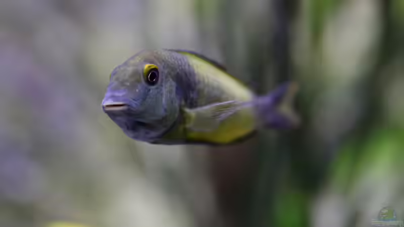 Tropheus sp. ikola, 04/2014, tragendes Weibchen von NicoD (57)