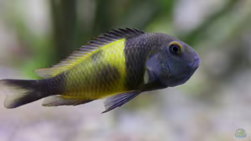 Tropheus sp. ikola, 04/2014, tragendes Weibchen von NicoD (65)