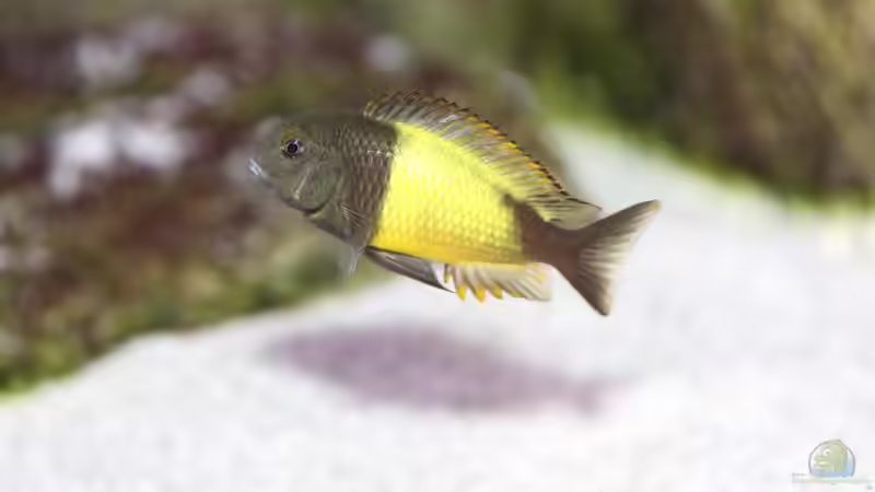Tropheus sp. ikola, 09/2015, Nachwuchs von NicoD (70)