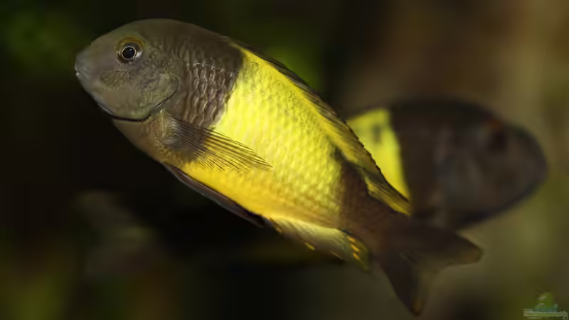 Tropheus sp. ikola, 09/2015, Nachwuchs von NicoD (72)