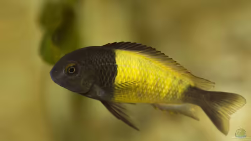 Tropheus sp. ikola, Männchen, 5-6 Monate alt von NicoD (25)