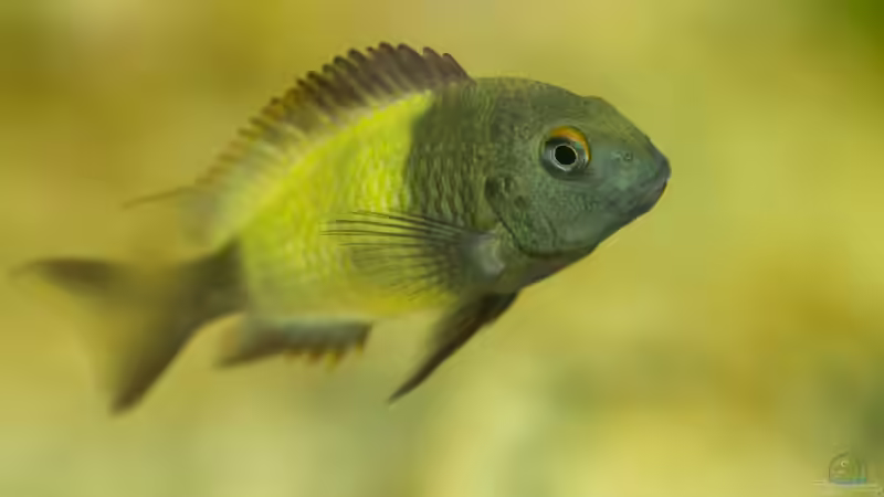 Tropheus sp. ikola, Männchen, 5-6 Monate alt von NicoD (29)