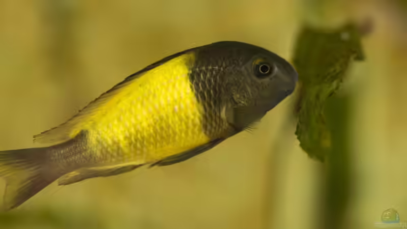 Tropheus sp. ikola, Männchen, 5-6 Monate alt von NicoD (34)