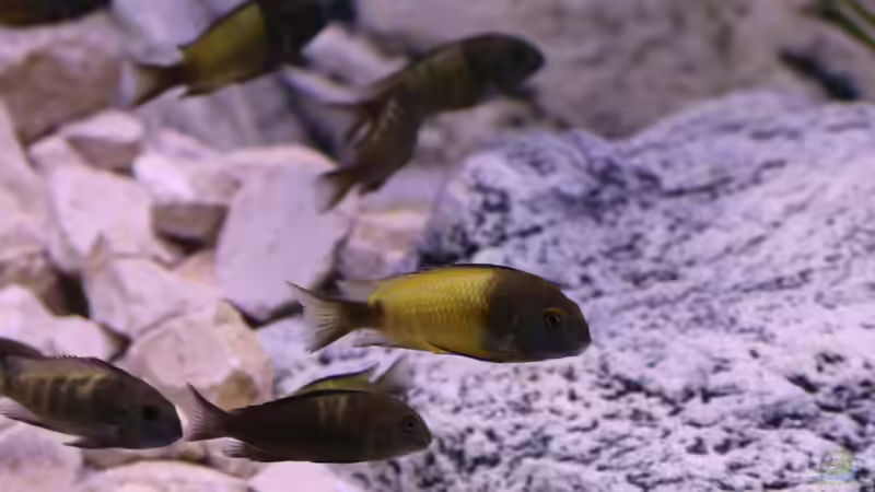 Tropheus sp. ikola, Männchen, 5-6 Monate alt von NicoD (73)