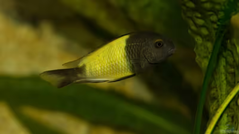 Einrichtungsbeispiele für Aquarien mit Tropheus moorii Ikola