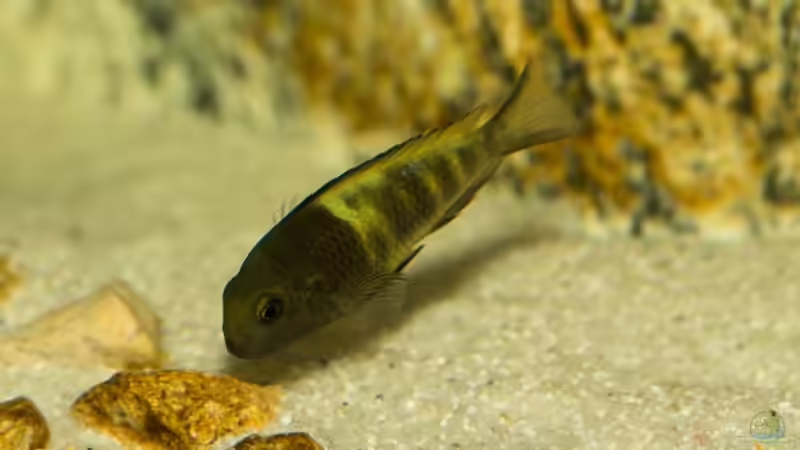Tropheus sp. ikola, noch nicht durchgefärbt von NicoD (26)
