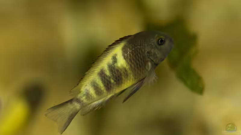 Tropheus sp. ikola, noch nicht durchgefärbt von NicoD (27)