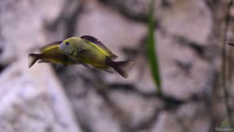 Tropheus sp. ikola, Nov. 2013 von NicoD (42)