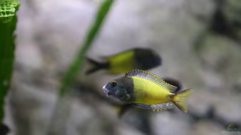 Tropheus sp. ikola, Nov. 2013 von NicoD (43)