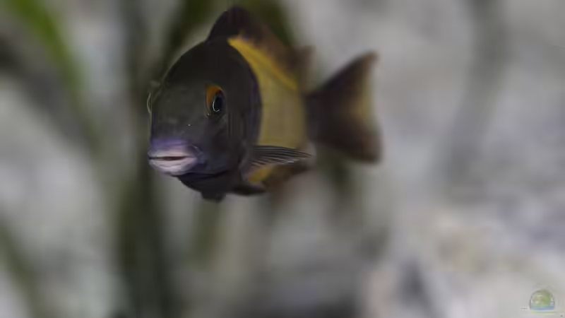 Tropheus sp. ikola, Nov. 2013 von NicoD (47)