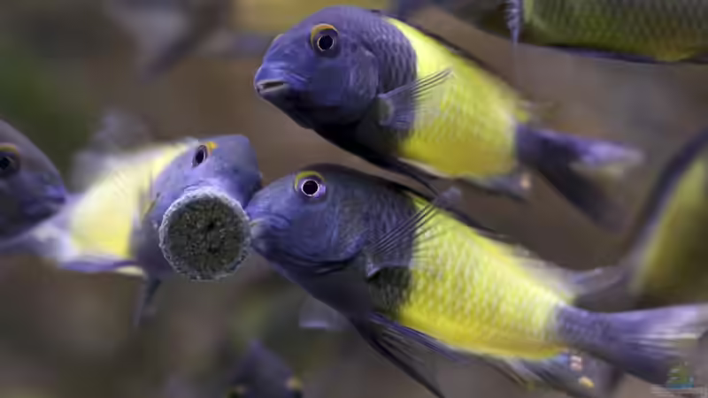 Tropheus sp. ikola, Okt. 2013, beim Fressen von NicoD (41)