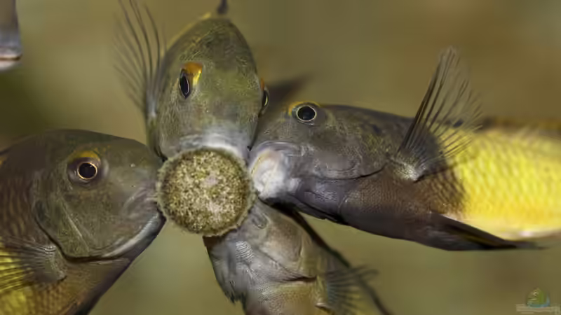 Tropheus sp. ikola, Okt. 2013, beim Fressen von NicoD (45)