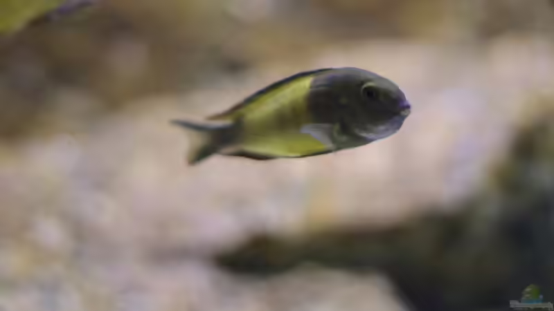 Tropheus sp. ikola, Okt. 2013, tragendes Weibchen von NicoD (38)