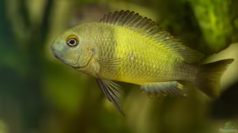 Tropheus sp. ikola, Weibchen, 5-6 Monate alt von NicoD (28)