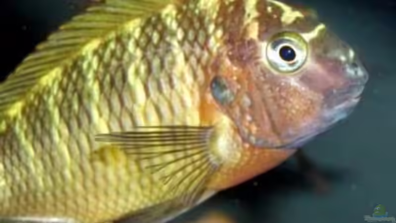 Tropheus sp. Nangu von buntbarsch1948 (3)