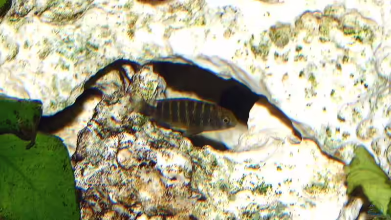 Tropheus spec. aff. moorii ???Bemba??? Baby von Ingo (36)