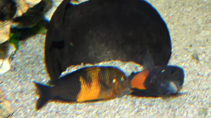 Einrichtungsbeispiele für die Haltung von Tropheus moorii "Bemba" im Aquarium