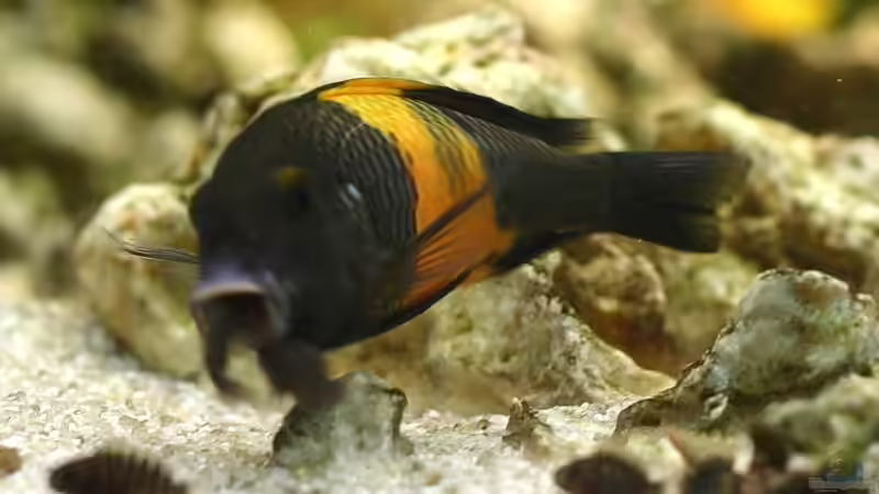 Einrichtungsbeispiele für die Haltung von Tropheus moorii "Bemba" im Aquarium