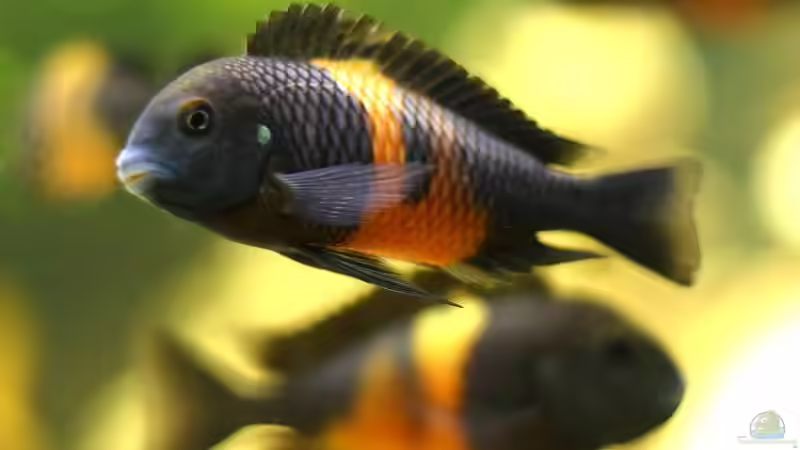 Einrichtungsbeispiele für die Haltung von Tropheus moorii "Bemba" im Aquarium