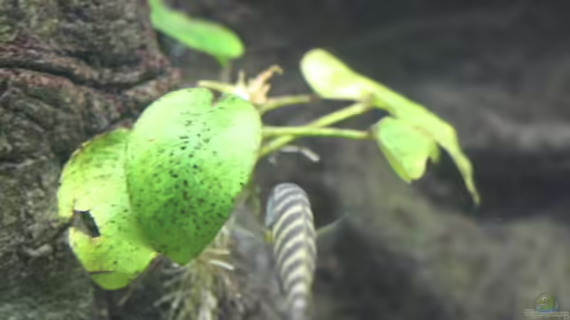 Tropheus Ulwile von Manuel König (17)