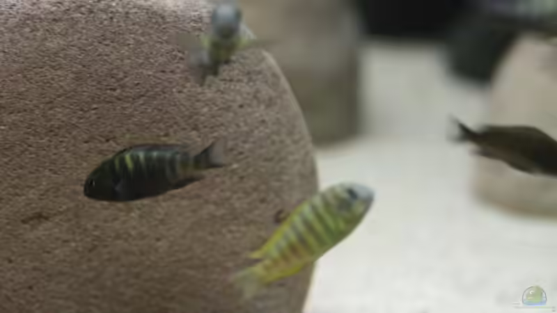 Tropheus Ulwile von Manuel König (18)