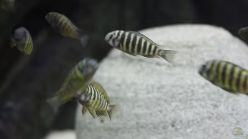 Tropheus Ulwile von Manuel König (19)